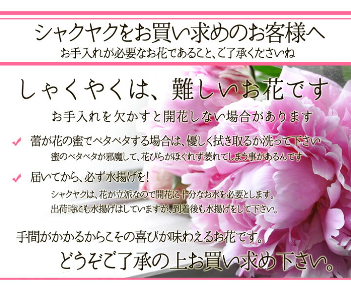 楽天市場 シャクヤク 芍薬 八重咲き 切り花 ピンク 30本 送料無料 しゃくやく シャクヤク 芍薬 ｈａｎａファクトリー