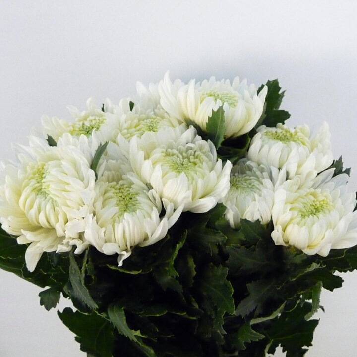楽天市場 大菊 切花 生花 切り花 5本 箱売り 造花ではありません お色おまかせ ｈａｎａファクトリー
