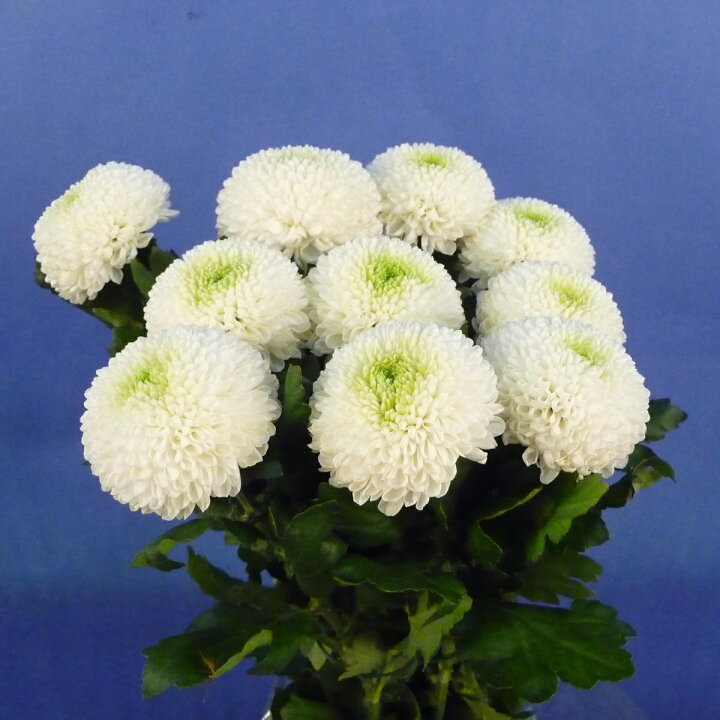 楽天市場 切花 ピンポンマム 5本 お色おまかせ 生花 切り花 ピンポン菊 ポンポン菊 ｈａｎａファクトリー
