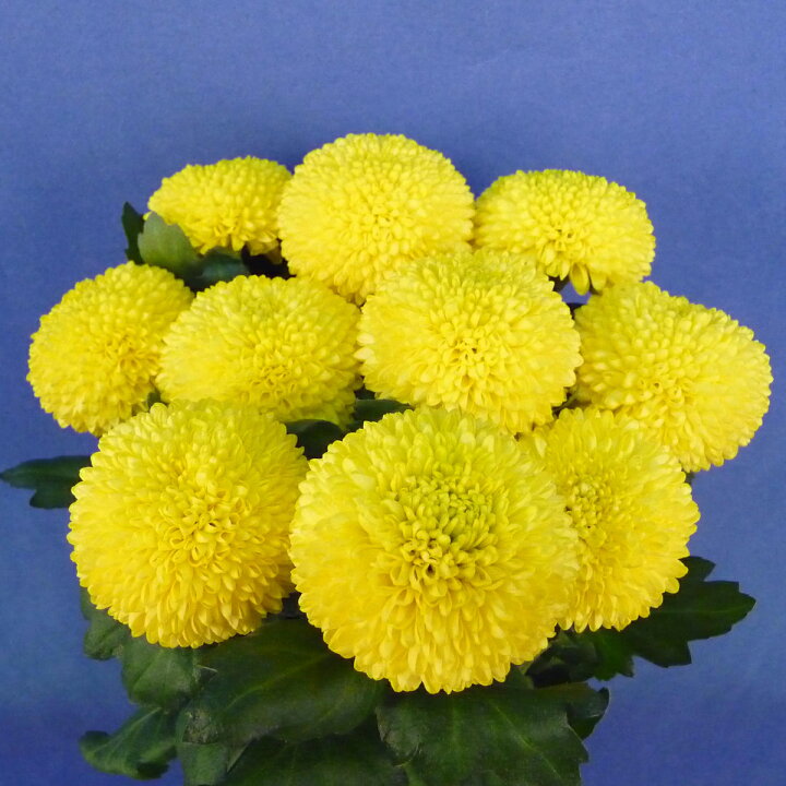 楽天市場 切花 ピンポンマム 5本 お色おまかせ 生花 切り花 ピンポン菊 ポンポン菊 ｈａｎａファクトリー