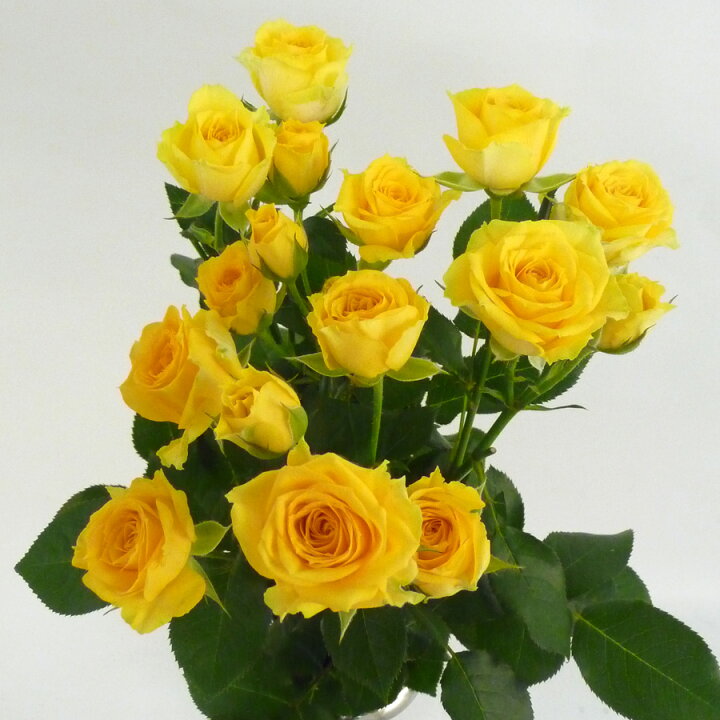 楽天市場 切り花 スプレーバラ 5本 お色おまかせ 切花 生花 スプレー薔薇 ばら hanaファクトリー 楽天市場 切り花 スプレーバラ 5本 お色おまかせ 切花 生花 スプレー薔薇 ばら hanaファクトリー