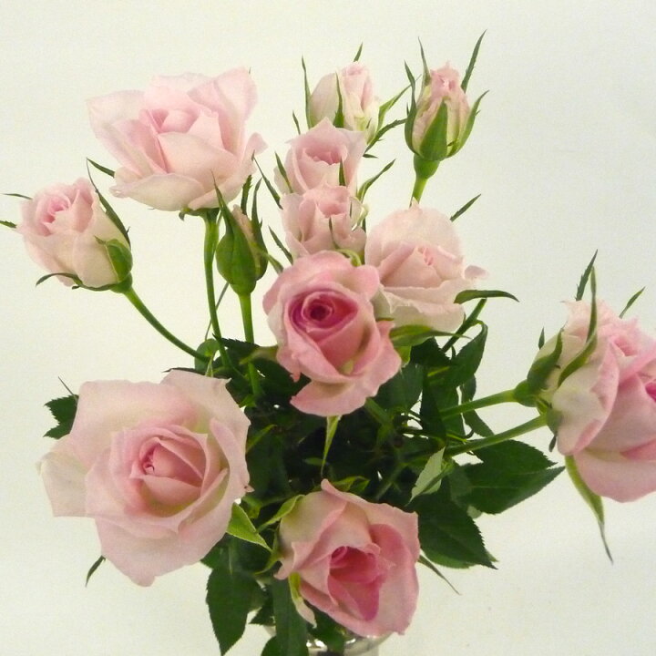 楽天市場 切り花 スプレーバラ 5本 お色おまかせ 切花 生花 スプレー薔薇 ばら ｈａｎａファクトリー