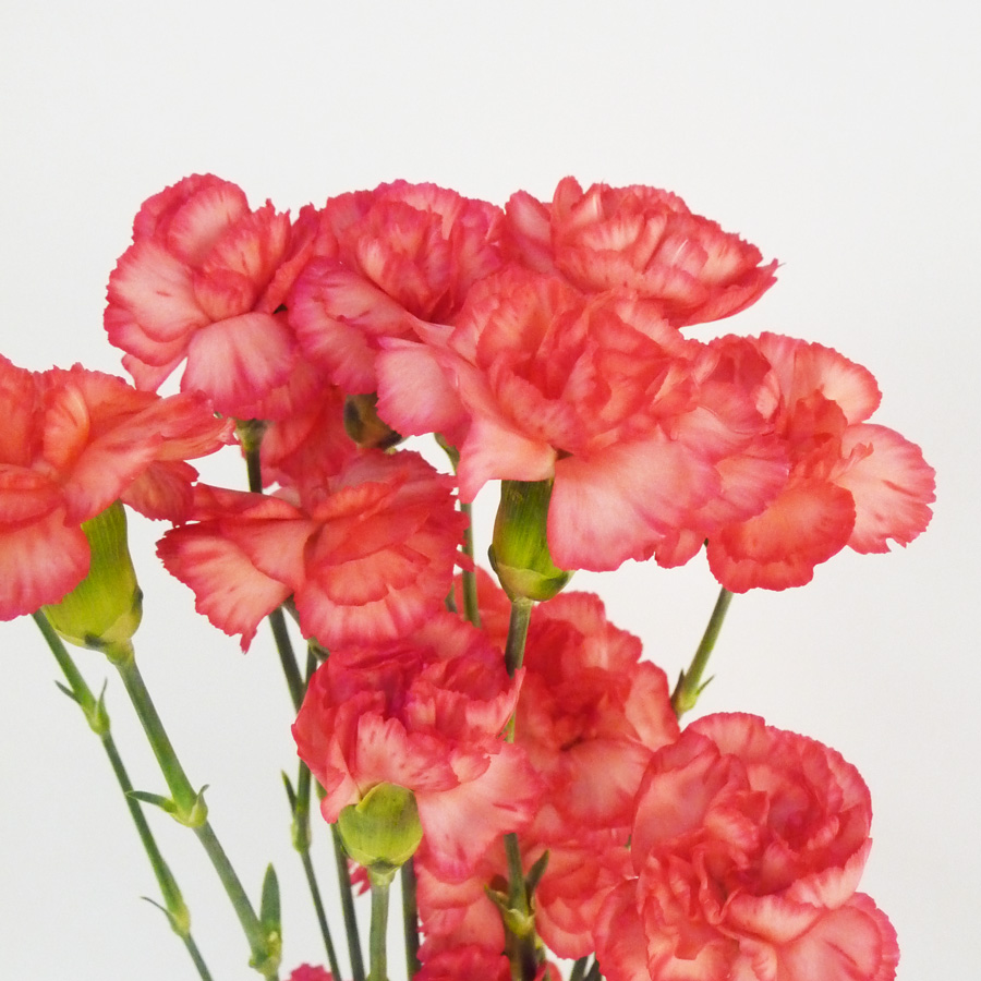 【年中無休】 スプレーカーネーション Sカーネ 5本 切花 生花 切り花 造花ではありません お色おまかせ
