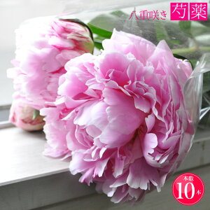 シャクヤク 芍薬 八重咲き 切り花 ピンク 生花 10本 造花ではありません しゃくやく