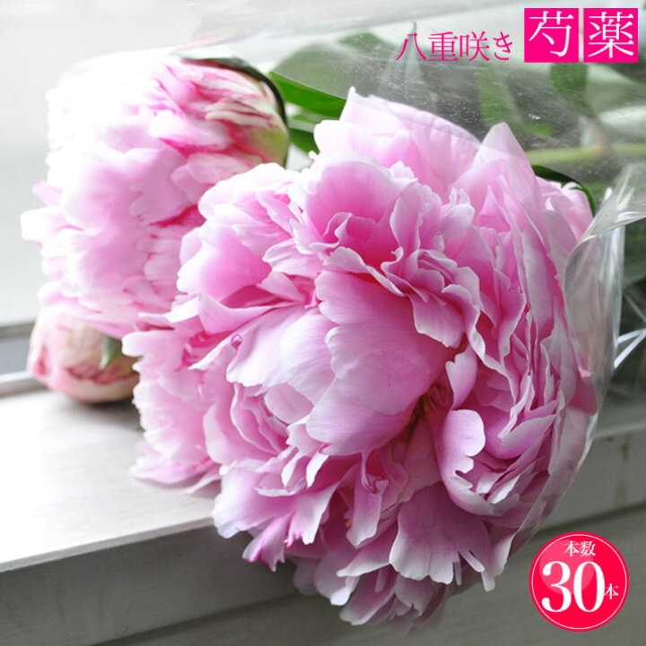 楽天市場 シャクヤク 芍薬 八重咲き 切り花 ピンク 30本 送料無料 しゃくやく シャクヤク 芍薬 ｈａｎａファクトリー