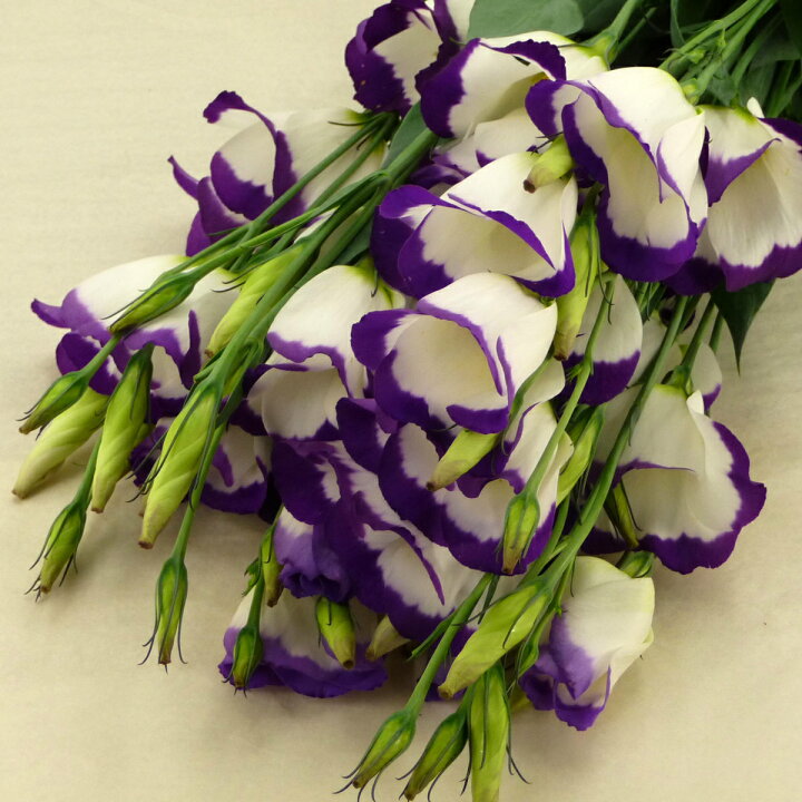 楽天市場 切り花 トルコ桔梗 5本 お色おまかせ 切花 生花 トルコキキョウ ユーストマ ｈａｎａファクトリー