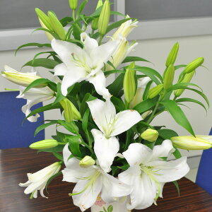 楽天市場 花 切り花 ｈａｎａファクトリー