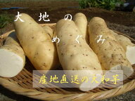 千葉特産 大和芋 1箱2キロ