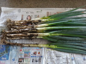 千葉茨城産土付ネギ1箱4kg（2k束×2）