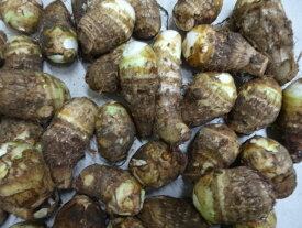 千葉産里芋1箱3キロ品種【土垂れ】