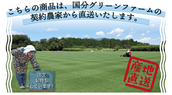 楽天市場 寒地型 芝生 常緑 ロール芝 ケンタッキーブルーグラス 約1平米 2ロール 冬季 エバーグリーン 国分グリーンファーム