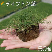 楽天市場 ヒメイワダレソウ ポット苗 姫岩垂草 リピア 土留め 法面 庭 雑草対策 白系 56個 ヒメイワダレソウ 苗 斜面 土留め 植物 グランドカバー レビューを書いて次回使える割引クーポンプレゼント 国分グリーンファーム