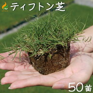 ティフトン芝 ポット苗（キューブ苗）【50苗（約10平米分）】 ティフトン芝419 　暖地型西洋芝生 芝生 テ…