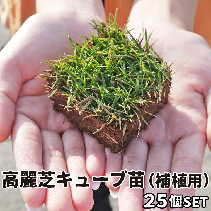 楽天市場】高麗芝キューブ苗（補植用） 25苗芝生 高麗芝 ポット苗 高麗 