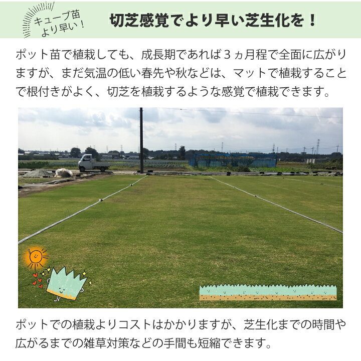 楽天市場】ティフトンマット 3枚セット【約0.5平米】 ティフトン芝 