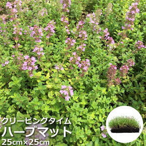 クリーピングタイムの通販 価格比較 価格 Com