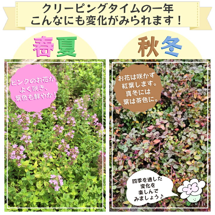 楽天市場 ハーブマット 25cm 25cm クリーピングタイム ハーブ 苗 マット 雑草対策 花 ガーデンニング 国分グリーンファーム