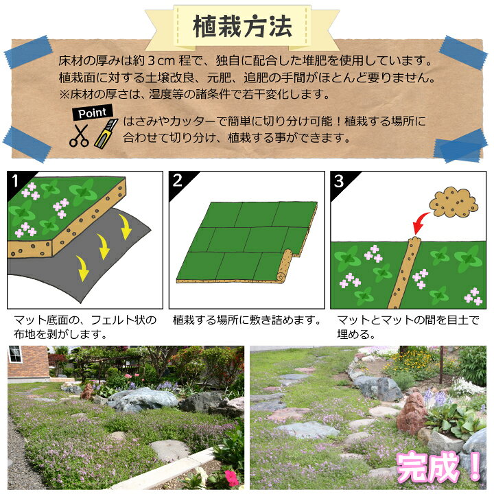 楽天市場 ハーブマット 25cm 25cm クリーピングタイム ハーブ 苗 マット 雑草対策 花 ガーデンニング 国分グリーンファーム 楽天市場 ハーブマット 25cm 25cm クリーピングタイム ハーブ 苗 マット 雑草対策 花 ガーデンニング 国分グリーンファーム