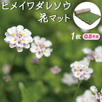 楽天市場】ヒメイワダレの通販