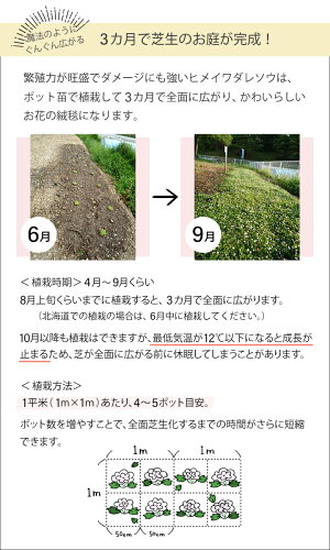 楽天市場 ヒメイワダレソウ ヒメイワダレソウポット苗 白系 28個 7平米分 ヒメイワダレソウ 苗 グランドカバー 斜面 土留め 植物 姫岩垂草 リピア 法面レビューを書いて次回使える割引クーポンプレゼント 国分グリーンファーム
