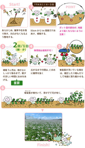 楽天市場 ヒメイワダレソウ ヒメイワダレソウポット苗 白系 28個 7平米分 ヒメイワダレソウ 苗 グランドカバー 斜面 土留め 植物 姫岩垂草 リピア 法面レビューを書いて次回使える割引クーポンプレゼント 国分グリーンファーム