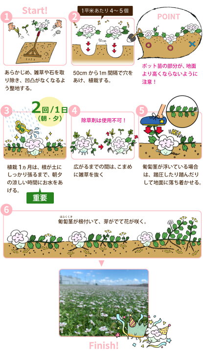 楽天市場】ヒメイワダレソウ リピア ポット苗 56個 14平米分［白系 