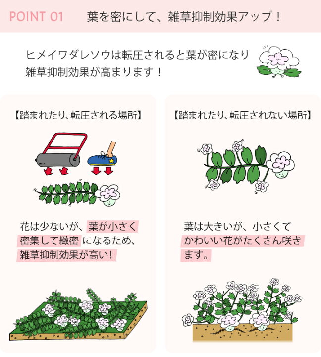 楽天市場 送料無料 ヒメイワダレソウ リピア ポット苗 56個 14平米分 白系 姫岩垂草 土留め 法面 庭 雑草対策ヒメイワダレソウ 苗 斜面 土留め 植物 グランドカバー レビューを書いて次回使える割引クーポンプレゼント 国分グリーンファーム