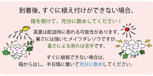 楽天市場 ヒメイワダレソウ ヒメイワダレソウポット苗 ヒメイワダレソウ 苗 グランドカバー 斜面 土留め 植物 姫岩垂草 リピア 法面 白系 28個 レビューを書いて次回使える割引クーポンプレゼント 国分グリーンファーム