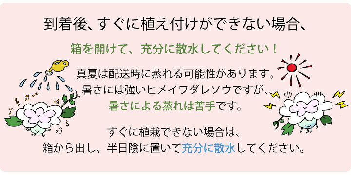 楽天市場 送料無料 ヒメイワダレソウ リピア ポット苗 56個 14平米分 白系 姫岩垂草 土留め 法面 庭 雑草対策ヒメイワダレソウ 苗 斜面 土留め 植物 グランドカバー レビューを書いて次回使える割引クーポンプレゼント 国分グリーンファーム
