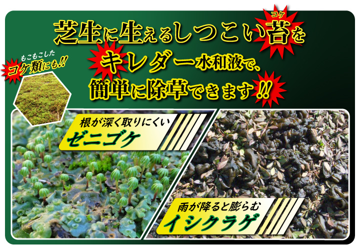 高麗芝やティフトン芝にも使用可能 ゼニゴケやイシクラゲ 藻類用の除草剤 キレダー水和剤 オーバーのアイテム取扱 500g