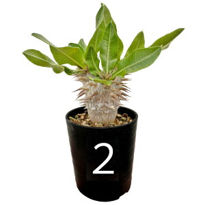 pL|fBE fVt[ 2N 2.5 򍪐A R[fNbX ۉ{ ϗtA lC LE`NgE pL|fBE Pachypodium densiflorum