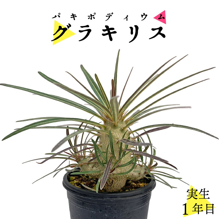 楽天市場 パキポディウム グラキリス 実生2年目 多頭 2号鉢 塊根植物 コーデクッス 象牙宮 観葉植物 人気種 キョウチクトウ科 パキポディウム属 Pachypodium Gracilius 国分グリーンファーム