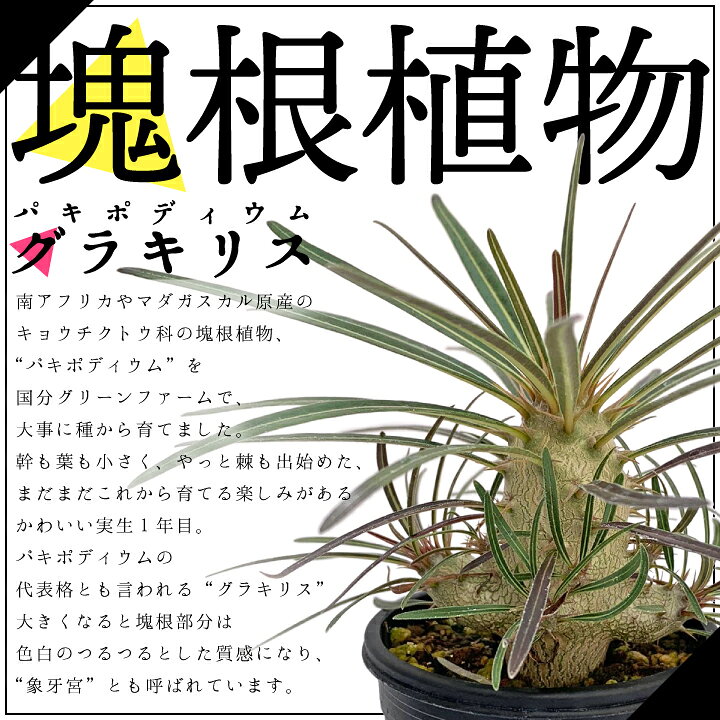 楽天市場 パキポディウム グラキリス 実生1年目 2号鉢 塊根植物 コーデクッス 象牙宮 観葉植物 人気種 キョウチクトウ科 パキポディウム属 Pachypodium Gracilius 国分グリーンファーム