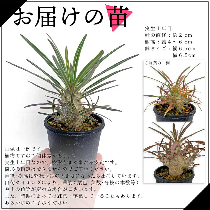 楽天市場 パキポディウム グラキリス 実生1年目 2号鉢 塊根植物 コーデクッス 象牙宮 観葉植物 人気種 キョウチクトウ科 パキポディウム属 Pachypodium Gracilius 国分グリーンファーム