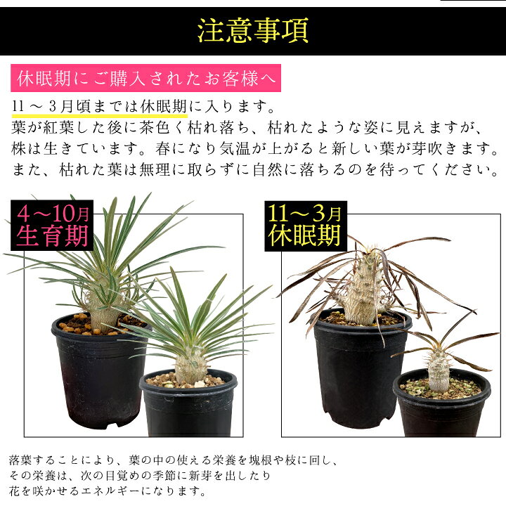 楽天市場】パキポディウム グラキリス 実生1年目 2.5号鉢 塊根植物 