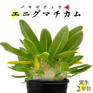 pL|fBE GjO}`J 2N 2.5 򍪐A R[fNbX ۉ{ ϗtA 󏭎 LE`NgE pL|fBE Pachypodium enigmaticum a4cm GjO} pL| 