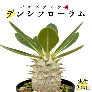 pL|fBE fVt[ 2N 2.5 򍪐A R[fNbX ۉ{ ϗtA lC LE`NgE pL|fBE Pachypodium densiflorum
