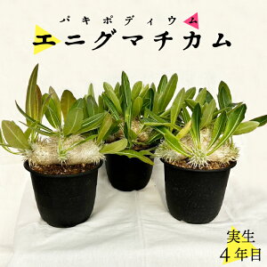 pL|fBE GjO}`J 4N 4.5 򍪐A R[fNbX ۉ{ ϗtA 󏭎 LE`NgE pL|fBE Pachypodium enigmaticum GjO} pL| 