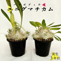 楽天市場】パキポディウム アンボンゲンセの通販