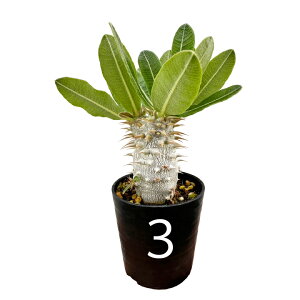 pL|fBE fVt[ 2N 2.5 򍪐A R[fNbX ۉ{ ϗtA lC LE`NgE pL|fBE Pachypodium densiflorum