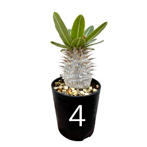 pL|fBE fVt[ 2N 2.5 򍪐A R[fNbX ۉ{ ϗtA lC LE`NgE pL|fBE Pachypodium densiflorum