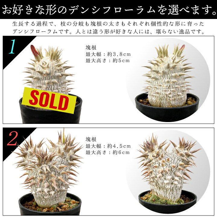 楽天市場】パキポディウム デンシフローラム 実生2年目 2.5号鉢 塊根 