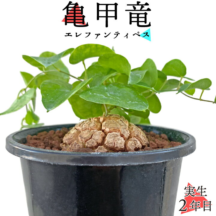 楽天市場】【送料無料】亀甲竜 きっこうりゅう ディオスコレア 