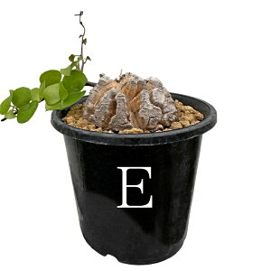 Tb イ fBIXRAEGt@eByX 3N 3 򍪐A R[fNbX A ϗtA lC }mC fBIXRA Dioscorea elephantipes