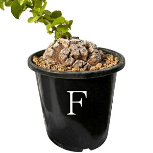 Tb イ fBIXRAEGt@eByX 3N 3 򍪐A R[fNbX A ϗtA lC }mC fBIXRA Dioscorea elephantipes