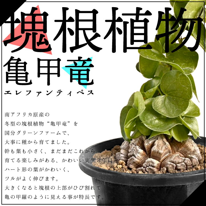 楽天市場】【送料無料】亀甲竜 きっこうりゅう ディオスコレア  