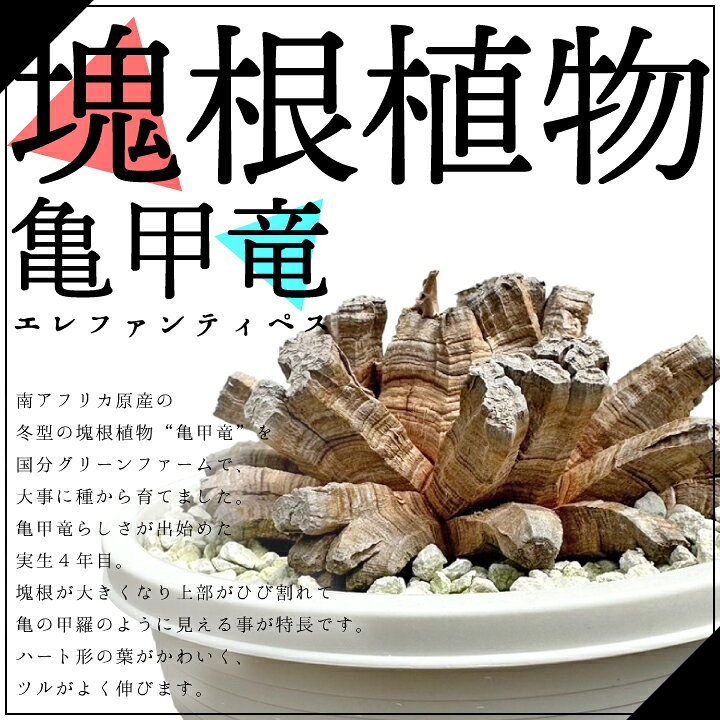 楽天市場】【送料無料】亀甲竜 きっこうりゅう ディオスコレア  