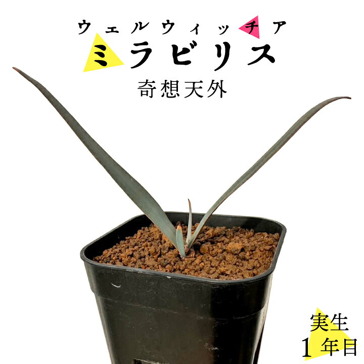 楽天市場】【送料無料】奇想天外 ウェルウィッチア・ミラビリス 実生1  