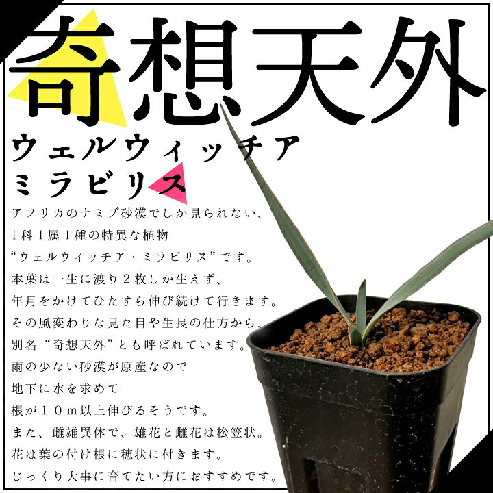 楽天市場】【送料無料】奇想天外 ウェルウィッチア・ミラビリス 実生1 