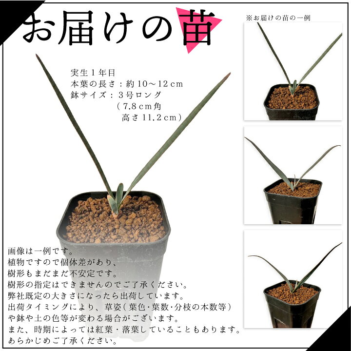 楽天市場】【送料無料】奇想天外 ウェルウィッチア・ミラビリス 実生1 